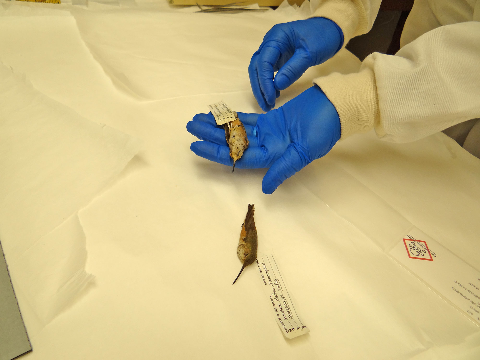 Preparing Rufous Hummingbird specimen